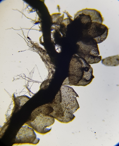 Image of Neoorthocaulis floerkei by (c) Helen Waterman, some rights reserved (CC BY)