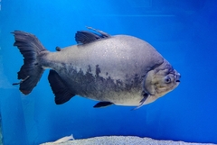 Piaractus brachypomus