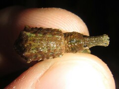 Leptopius nodicollis