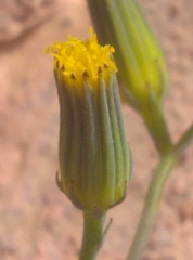 Senecio flavus