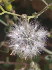 Senecio flavus