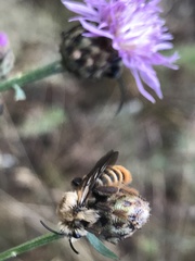 Dasypoda argentata