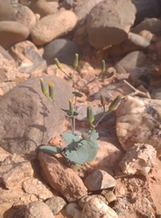 Senecio flavus