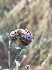 Dasypoda argentata