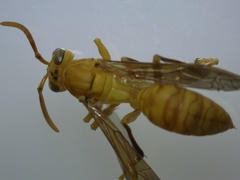 Polistes wattii