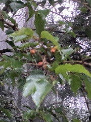 Schoepfia jasminodora