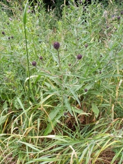 Asteraceae