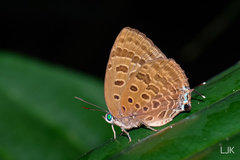 Arhopala athada