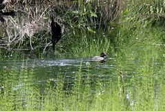 Bucephala clangula clangula