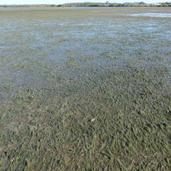Zostera capricorni