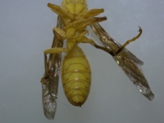Polistes wattii