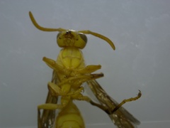 Polistes wattii