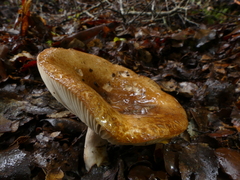 Russula pseudoareolata