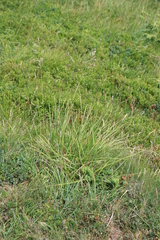 Festuca carpatica