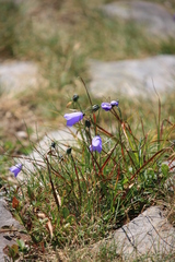 Campanula serrata