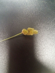 Carex bebbii