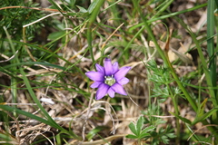 Gentiana laciniata