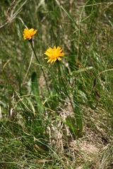 Scorzoneroides crocea