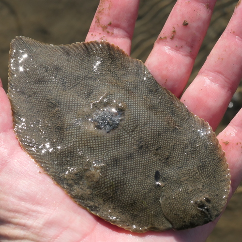 Black sole (Brachirus niger) — Soleidae — 2