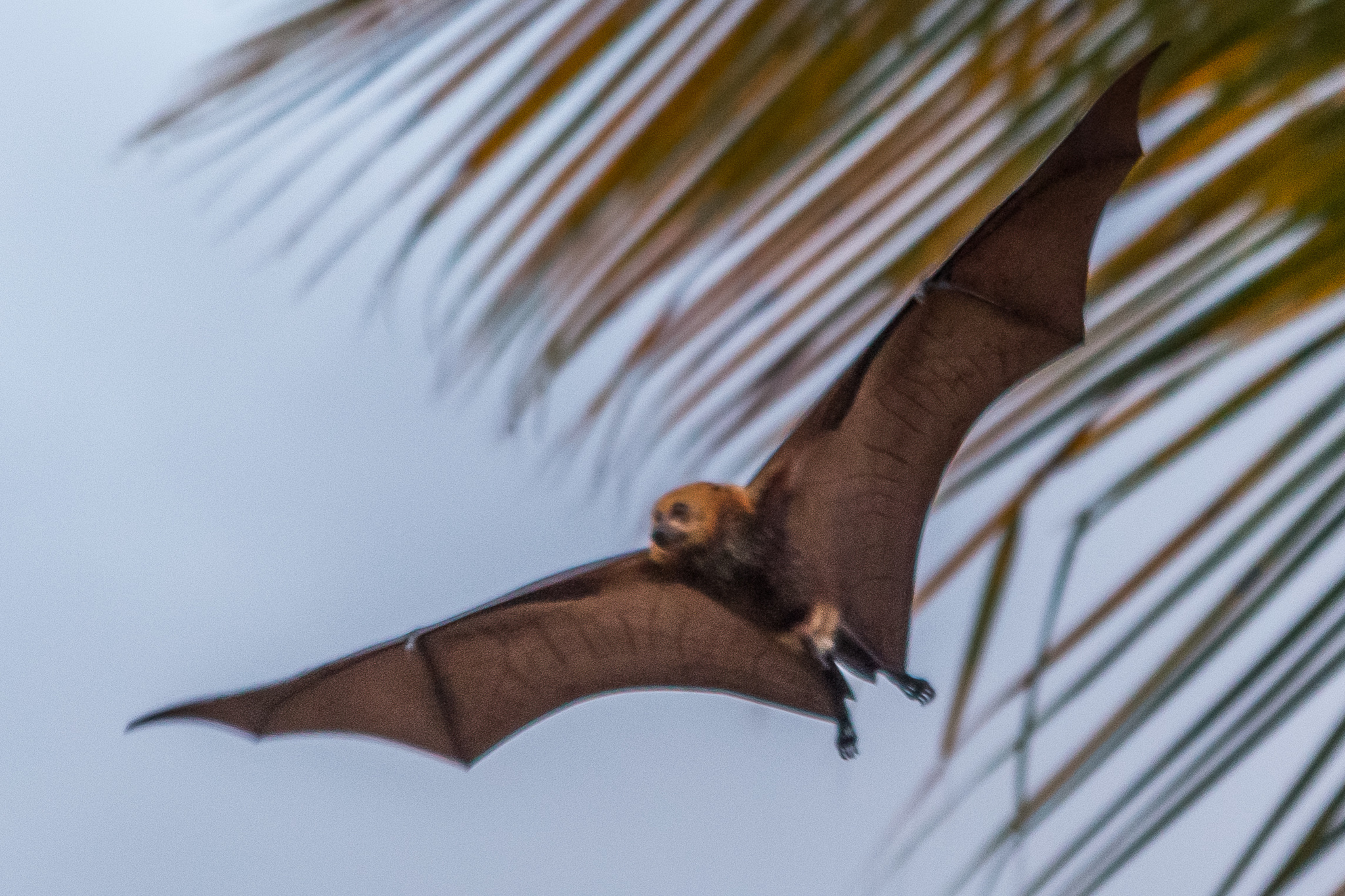 zorro volador de la isla