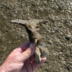 Malleus malleus