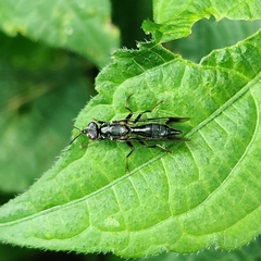 Meracanthomyia
