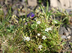 Minuartia pauciflora