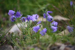 Campanula serrata
