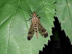 Panorpa cognata