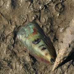 Brachiopoda