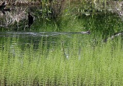 Bucephala clangula clangula