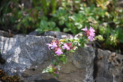 Thymus pulcherrimus