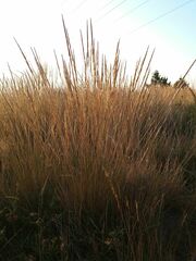 Helictochloa marginata