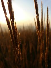 Helictochloa marginata