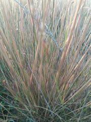 Helictochloa marginata