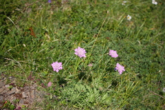 Scabiosa lucida barbata