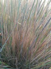 Helictochloa marginata