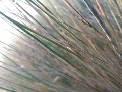 Helictochloa marginata