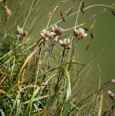 Antennaria carpatica