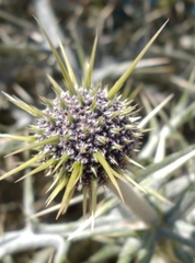 Echinops spinosissimus