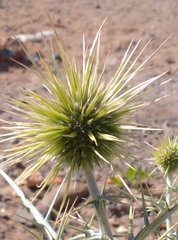 Echinops spinosissimus