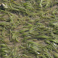 Zostera capricorni
