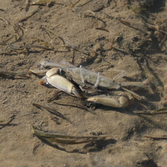 Macrophthalmus