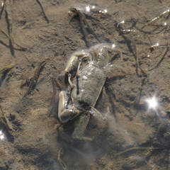 Macrophthalmus