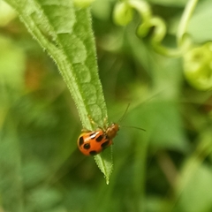 Paridea octomaculata