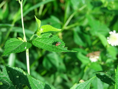 Dysdercus mimus