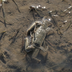 Macrophthalmus