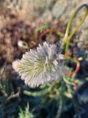 Ptilotus xerophilus