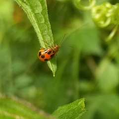 Paridea octomaculata