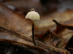 Marasmius gelatinosipes